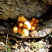 Mushrooms by grannysue