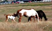 7th Apr 2011 - Trio of Horses