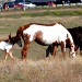 Trio of Horses by grannysue