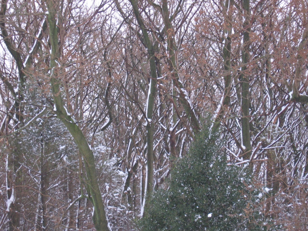 Day 4 Snow on the Trees by spiritualstatic