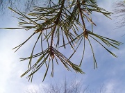 7th Apr 2011 - Pine Needles