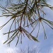 Pine Needles by julie