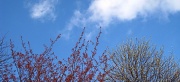 7th Apr 2011 - Spring sky