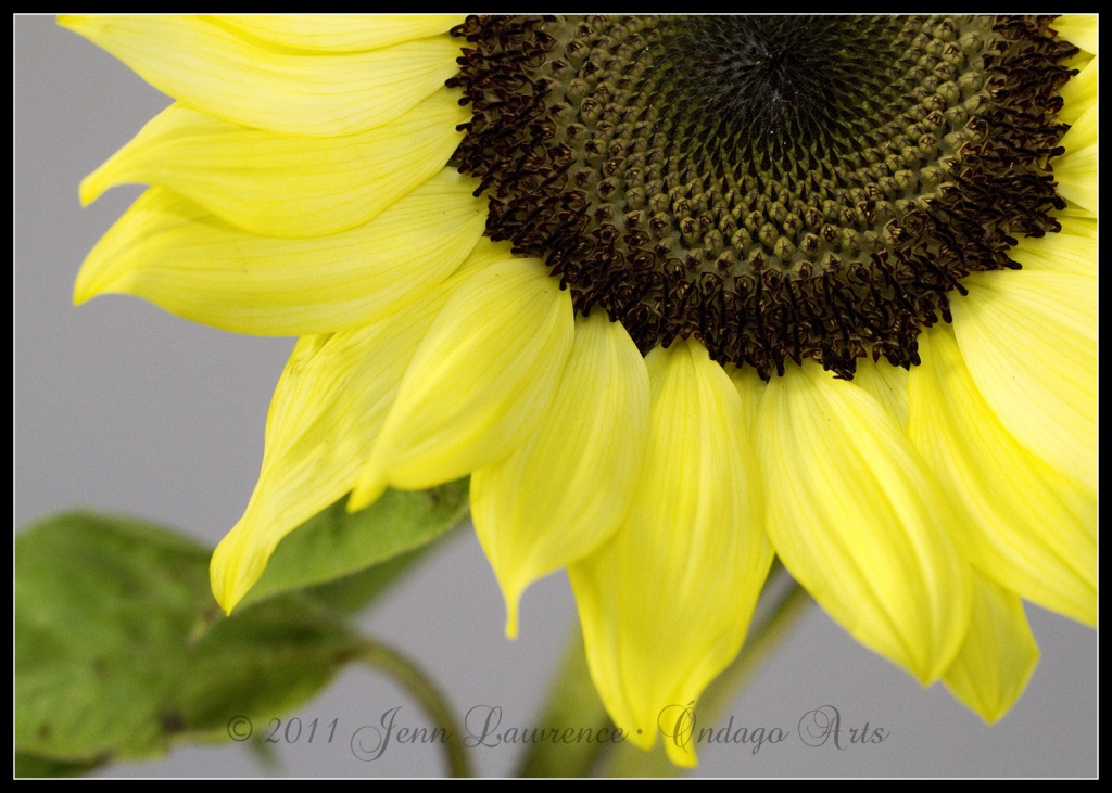 Sunflower by aikiuser