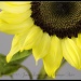 Sunflower by aikiuser