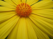 8th Apr 2011 - Yellow flower