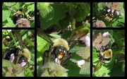 8th Apr 2011 - Bumblebee Collage