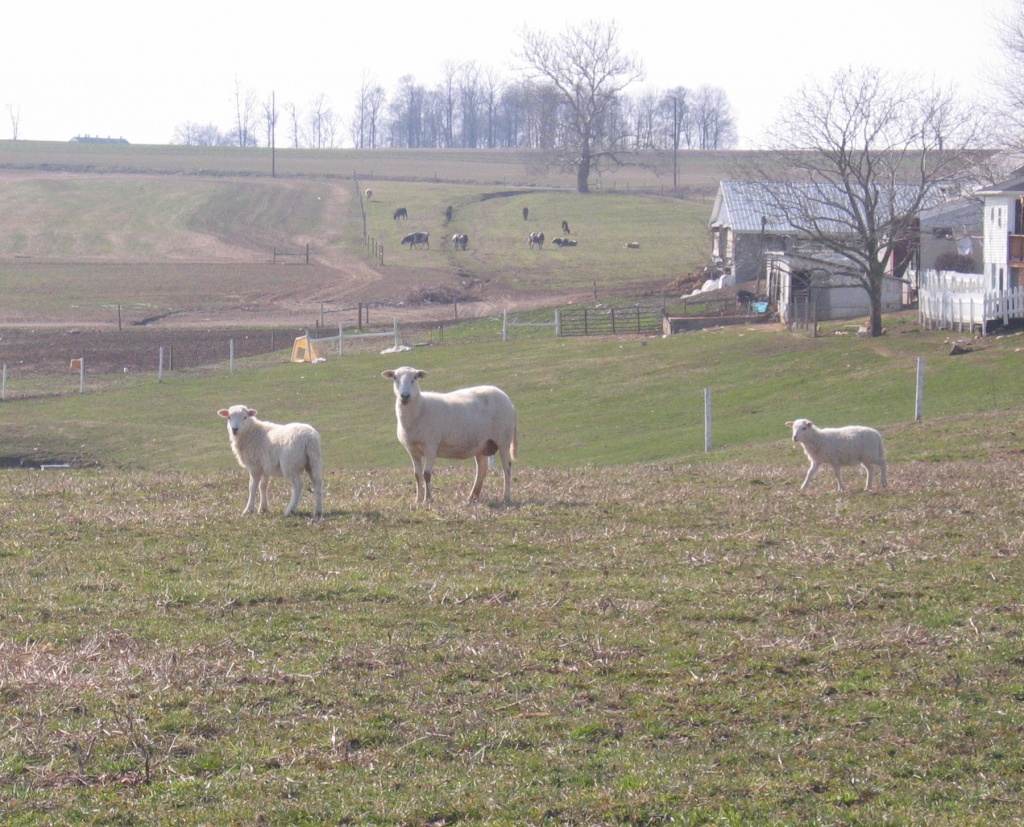 Day 54 Ewe and Lambs by spiritualstatic