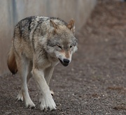 7th Apr 2011 - Wolf