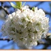 Greengage blossom by judithdeacon