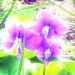 Flowers by mej2011