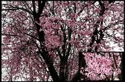 8th Apr 2011 - flowering tree