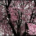 flowering tree by hjbenson