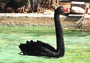 8th Apr 2011 - Black Swan 