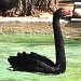 Black Swan  by philbacon