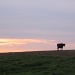 Day 72 Cow at Twilight by spiritualstatic
