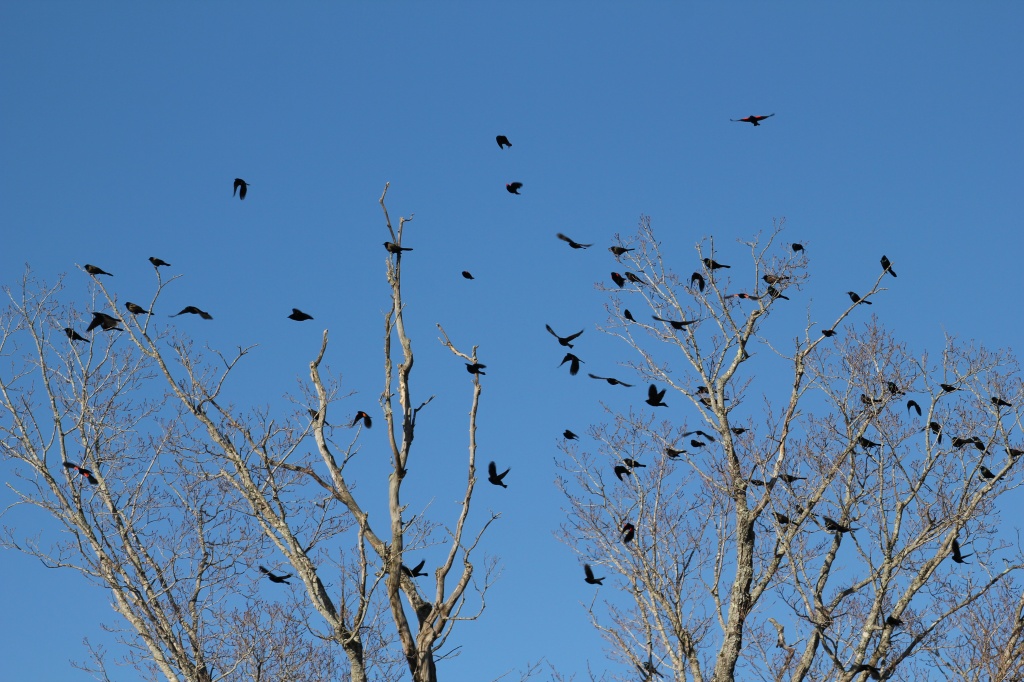 Grackles and Red-winged Blackbirds by mandyj92