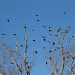 Grackles and Red-winged Blackbirds by mandyj92