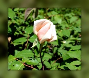 8th Apr 2011 - Pink Rose