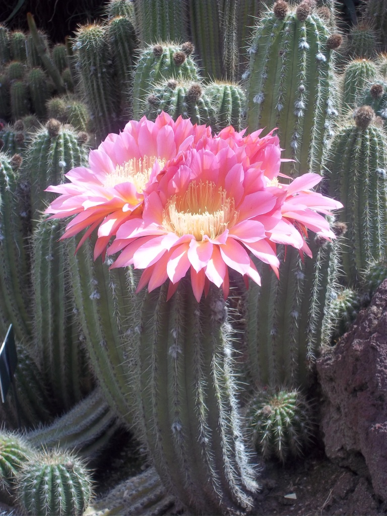 flowering cacti by jnadonza