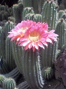 4th Apr 2011 - flowering cacti