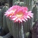 flowering cacti by jnadonza