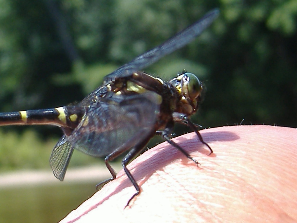 Dragonfly Friend by dianezelia
