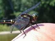 9th Apr 2011 - Dragonfly Friend