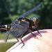 Dragonfly Friend by dianezelia