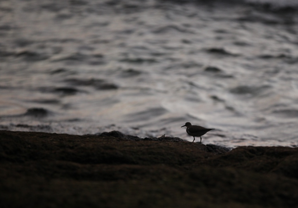 seeking companion for sunset walks along the beach - only lonely seabirds need apply by lbmcshutter