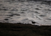 9th Apr 2011 - seeking companion for sunset walks along the beach - only lonely seabirds need apply