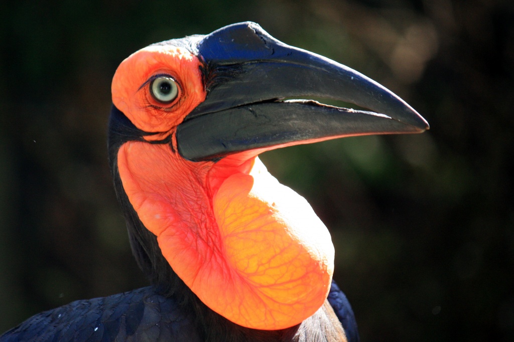 Ingududu, the rainbird by eleanor