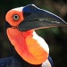 Ingududu, the rainbird by eleanor