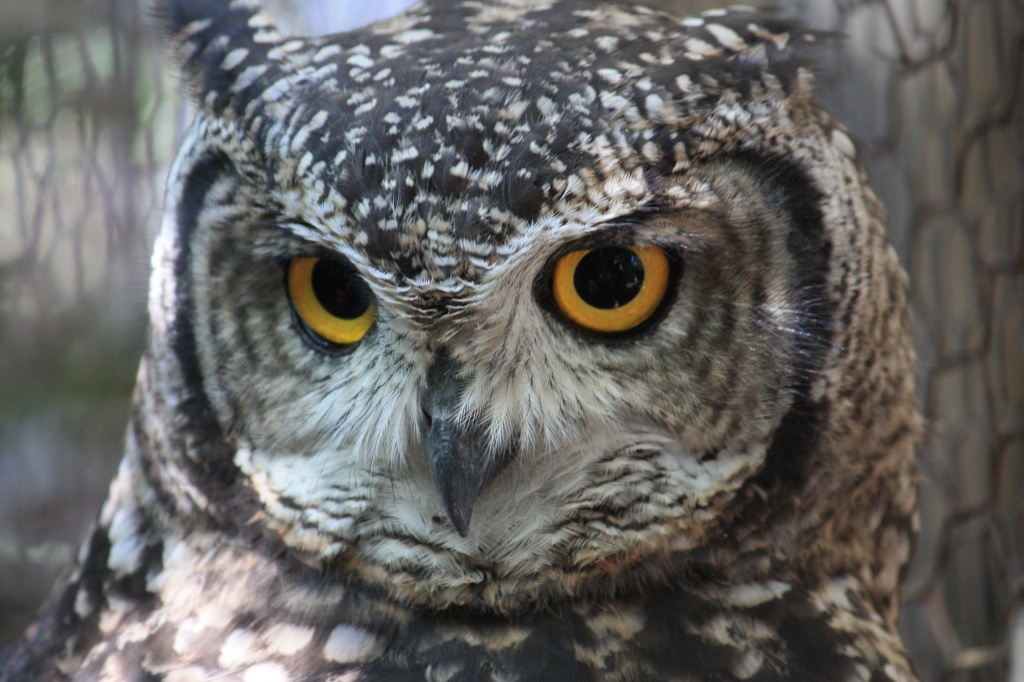 Spotted Eagle-Owl by eleanor
