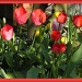 tulip garden by judithdeacon