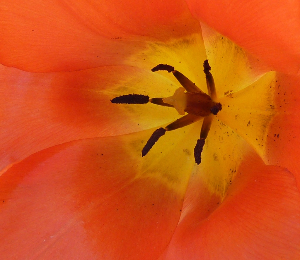 INSIDE THE ORANGE TULIP by phil_howcroft