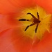 INSIDE THE ORANGE TULIP by phil_howcroft