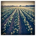 A Host of Golden Daffodils by andycoleborn