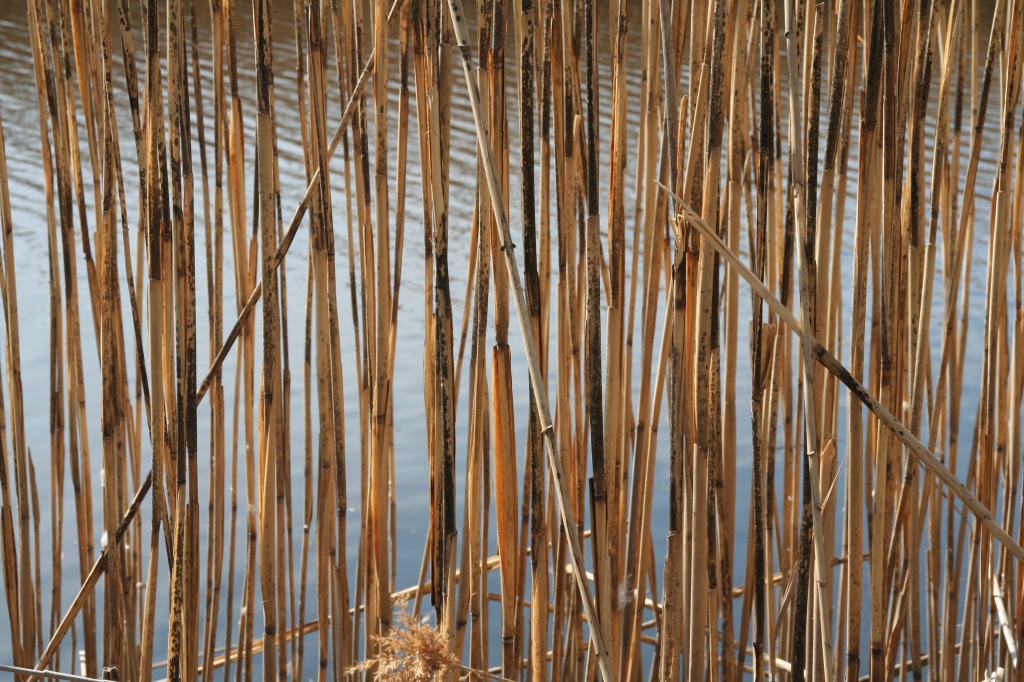 Reeds by falcon11