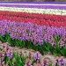 Hyacinths by haagjes