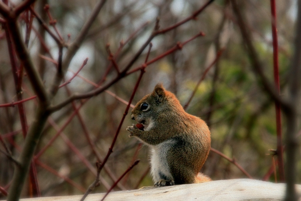 Squirrel, interrupted. by jgoldrup