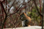 9th Apr 2011 - Squirrel, interrupted.