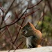 Squirrel, interrupted. by jgoldrup