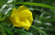 10th Apr 2011 - Yellow