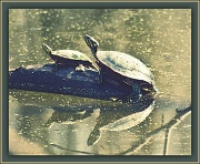 9th Apr 2011 - Turtles x Two
