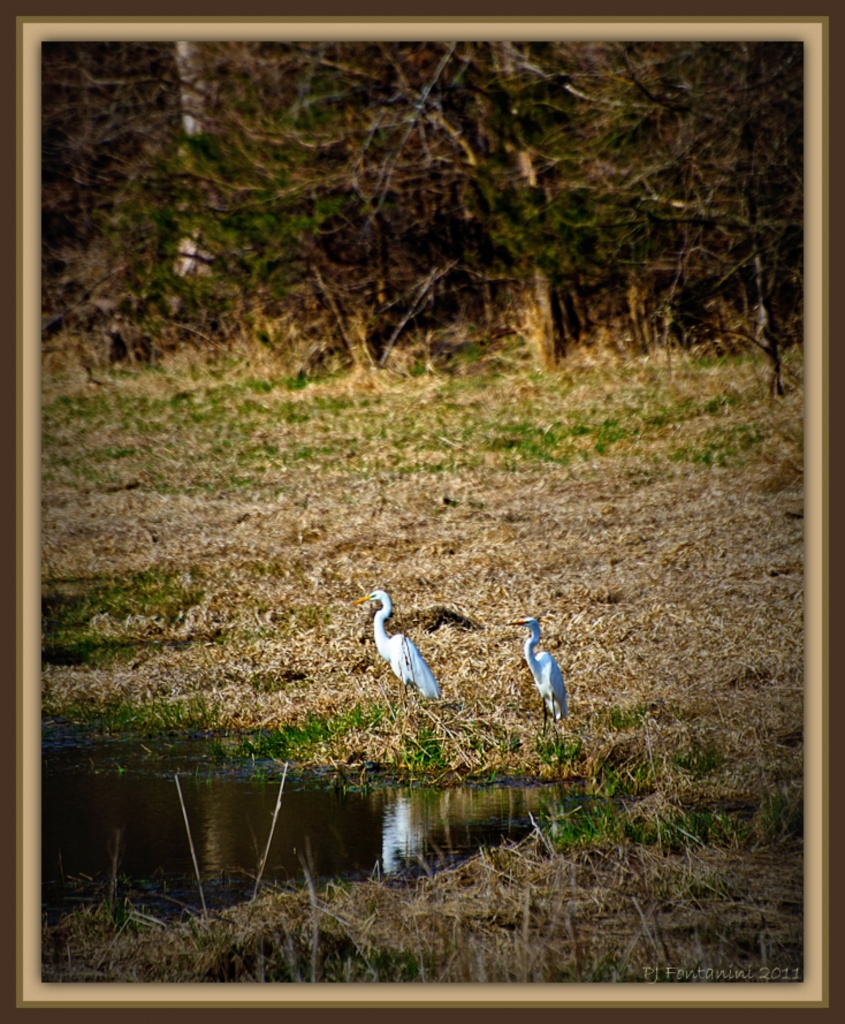Great Egrets??? (I think) by bluemoon