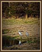 9th Apr 2011 - Great Egrets??? (I think)