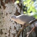 Collared Dove by natsnell