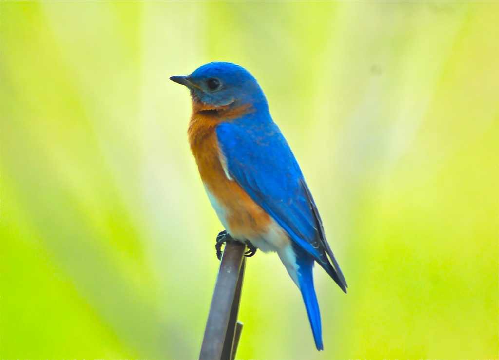 Mr Bluebird, how pretty you make my garden.... by kdrinkie