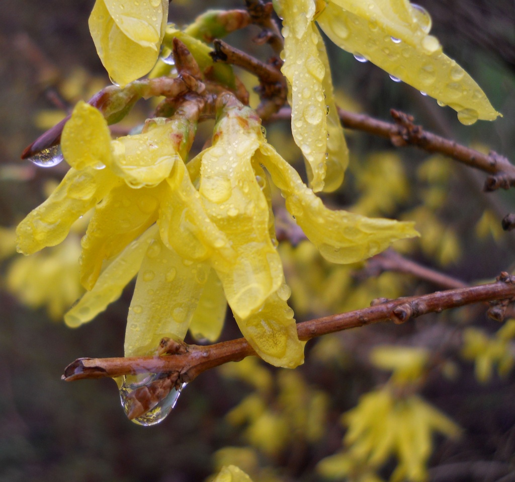 Forsythia in the rain by mittens